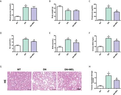 Melatonin alleviates renal injury by activating mitophagy in diabetic nephropathy